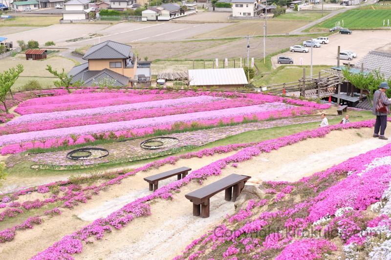 shibazakurafuji (10)