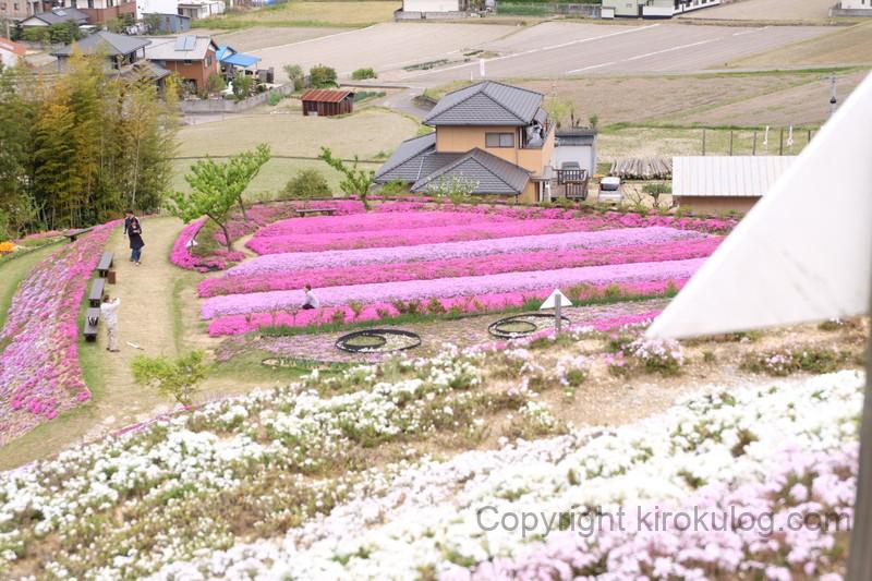 shibazakurafuji (12)