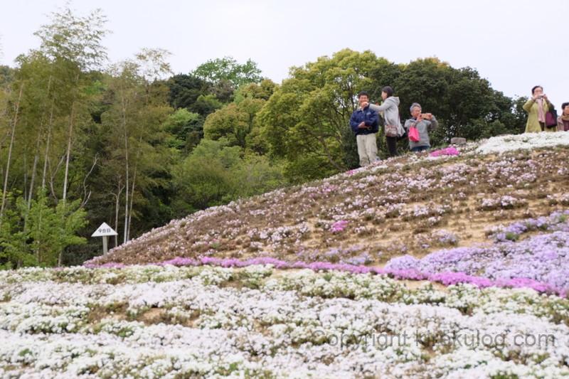 shibazakurafuji (13)