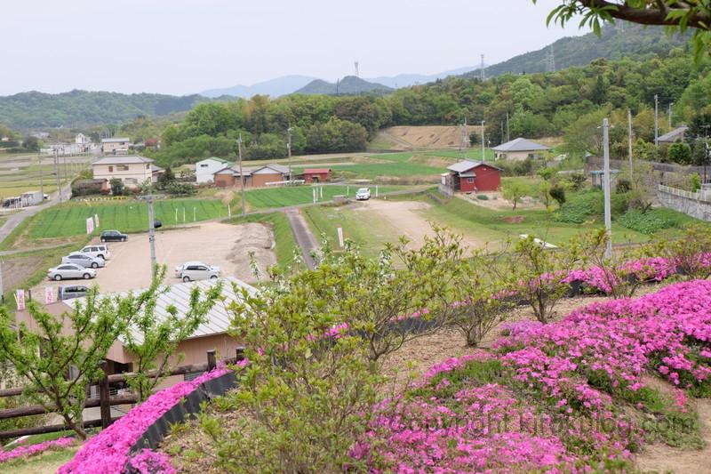 shibazakurafuji (14)