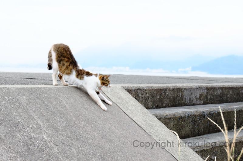 awashima umihotaru (3)