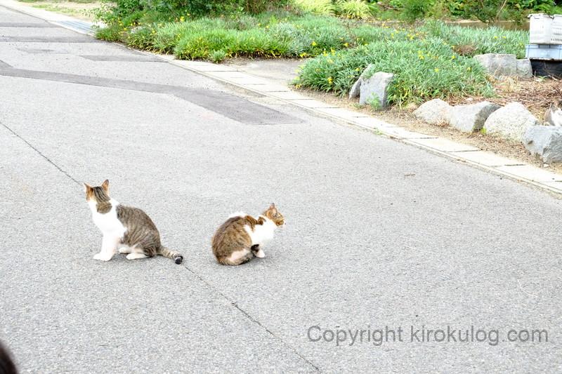 awashima umihotaru (4)