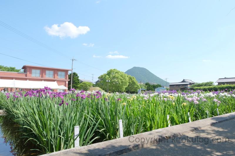 kawatsuhanashoubuen (3)