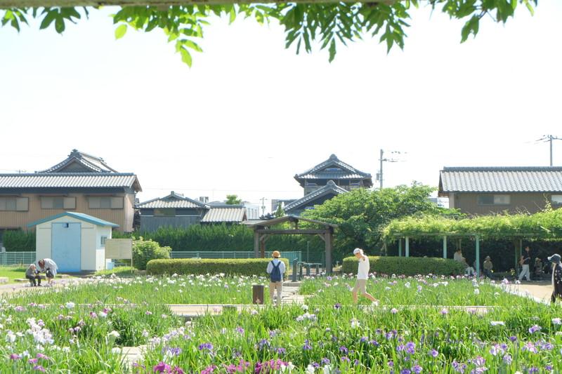 kawatsuhanashoubuen (5)