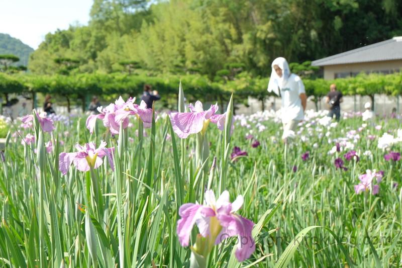 kawatsuhanashoubuen (6)