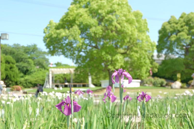 kawatsuhanashoubuen (7)