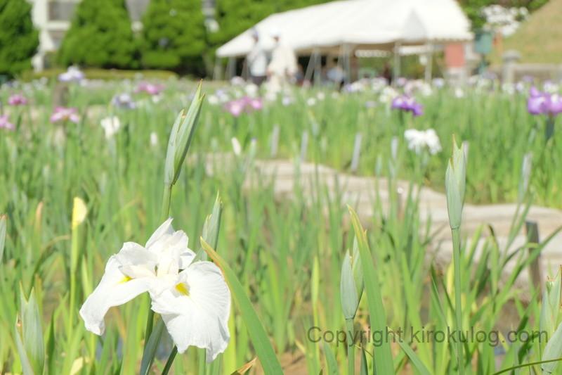 kawatsuhanashoubuen (9)