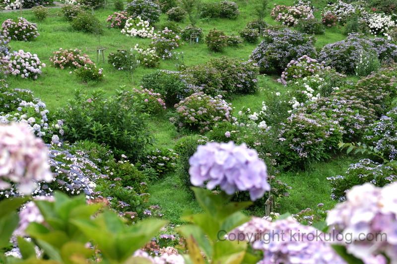 shoumyouji-ajisai (1)