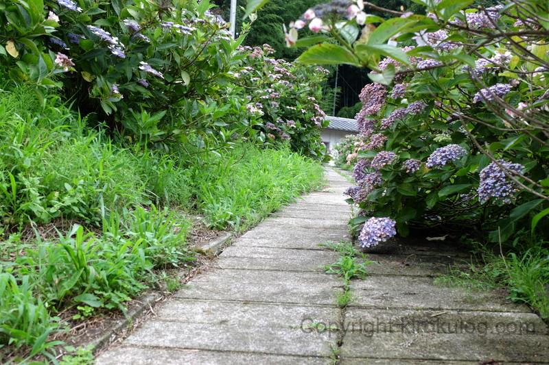 shoumyouji-ajisai (10)