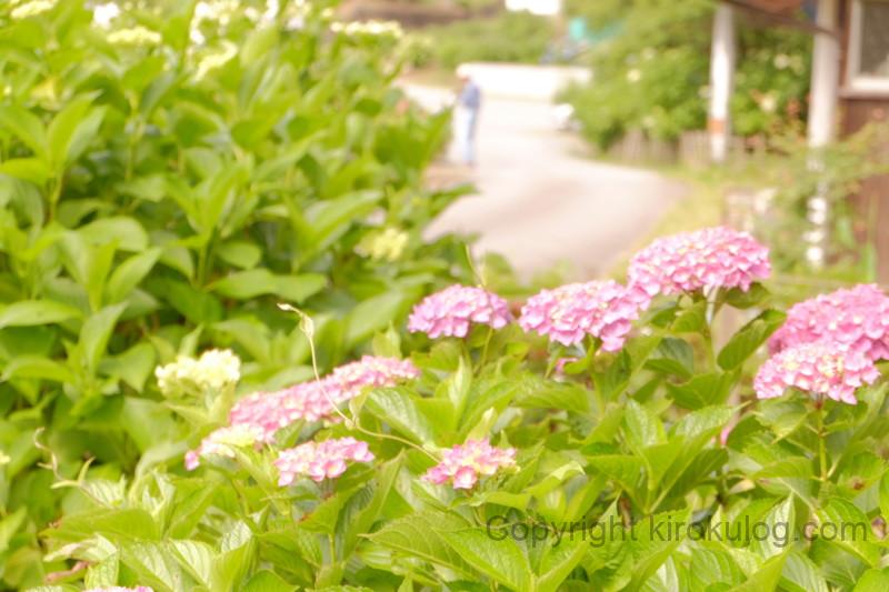 shoumyouji-ajisai (13)