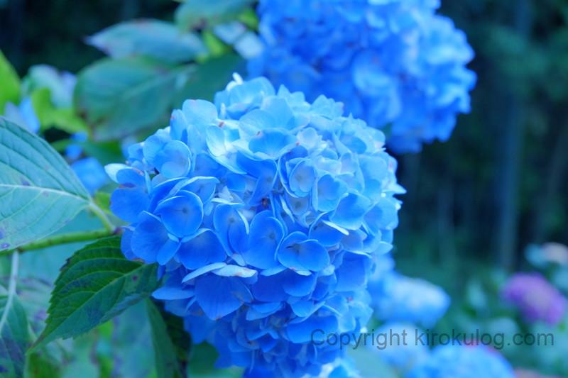 shoumyouji-ajisai (14)