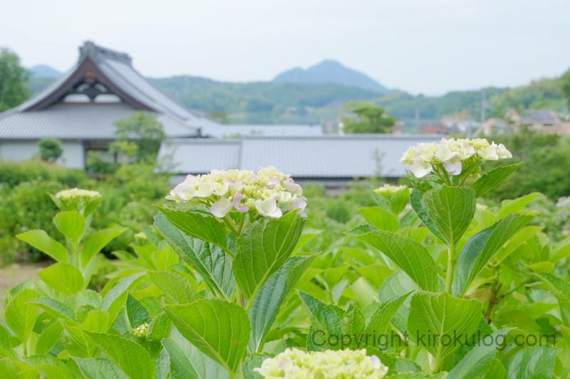 shoumyouji-ajisai (18)