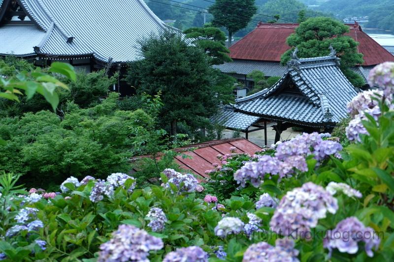 shoumyouji-ajisai (2)