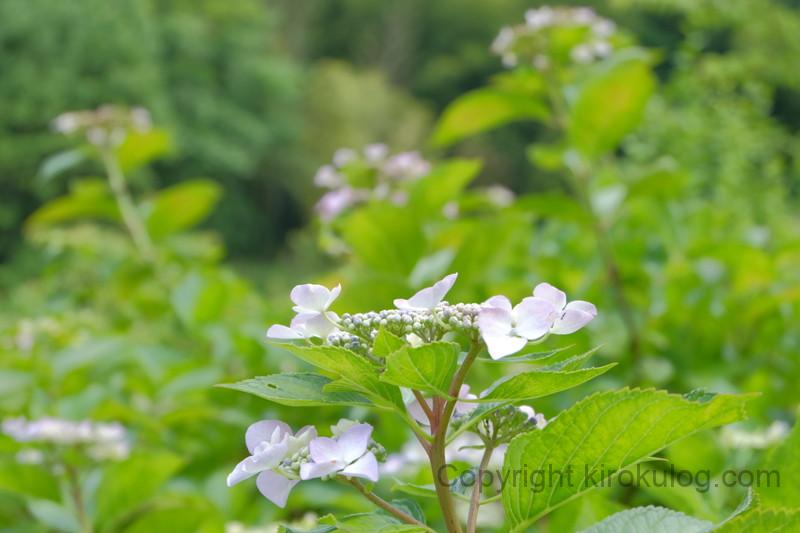 shoumyouji-ajisai (20)