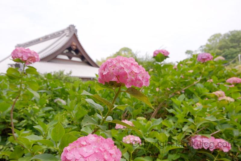 shoumyouji-ajisai (21)