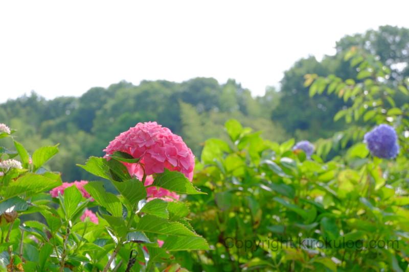 shoumyouji-ajisai (24)