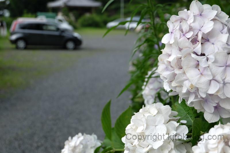 shoumyouji-ajisai (3)