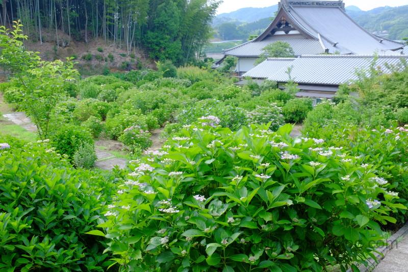 shoumyouji-ajisai (32)