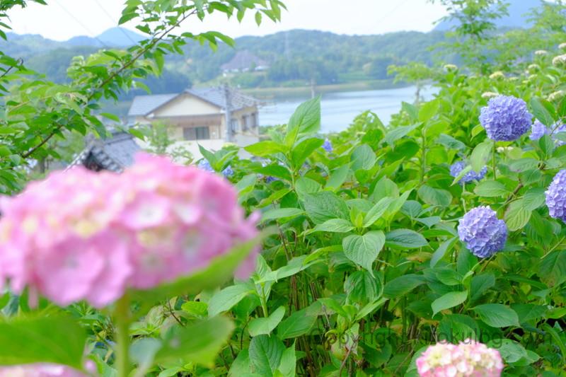 shoumyouji-ajisai (33)