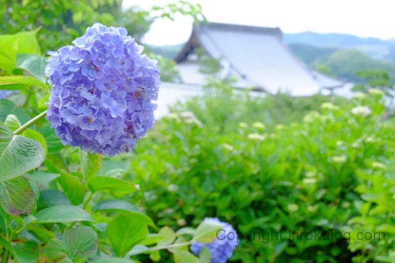 shoumyouji-ajisai (34)