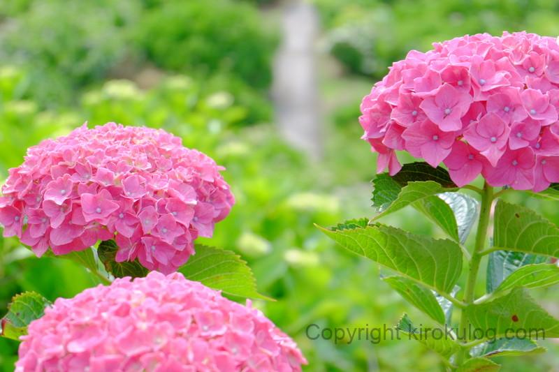 shoumyouji-ajisai (35)