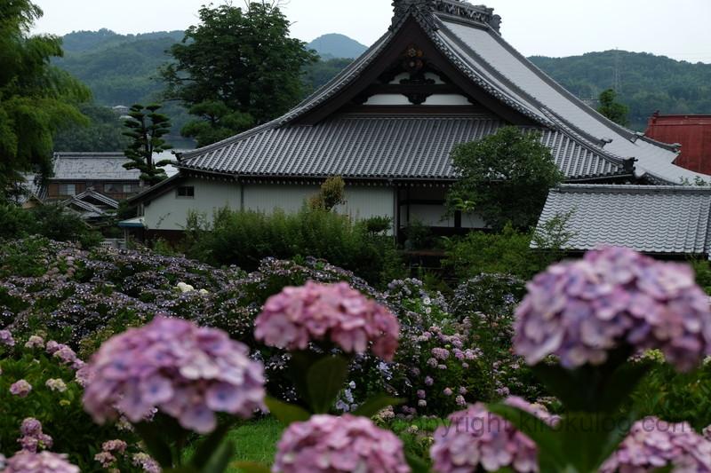 shoumyouji-ajisai (4)