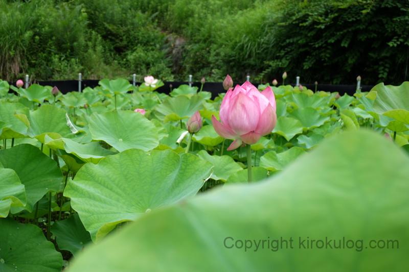 shoumyouji-ajisai (45)