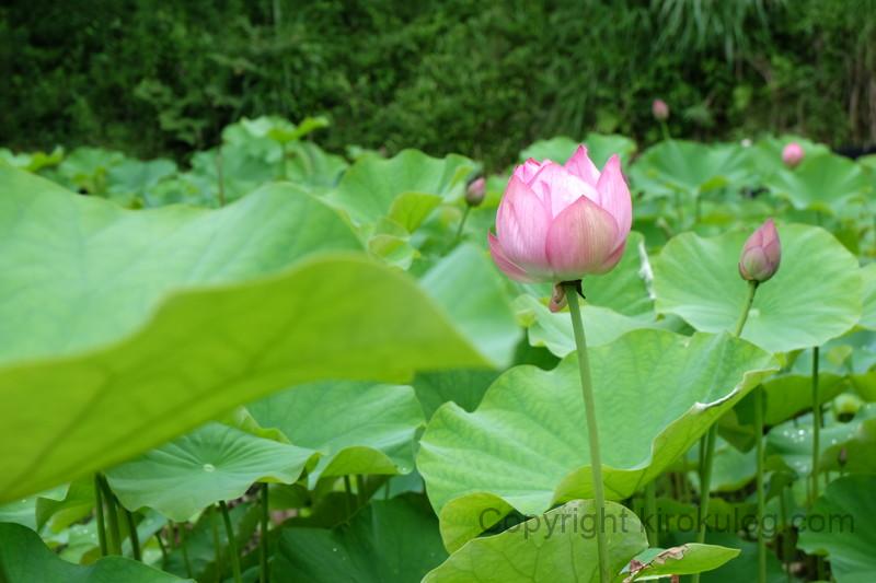 shoumyouji-ajisai (48)