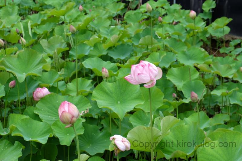 shoumyouji-ajisai (49)