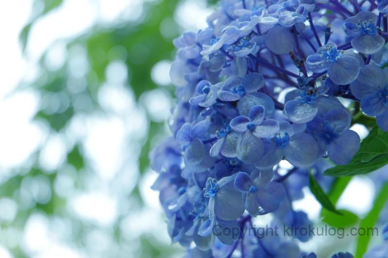 shusshakaji-ajisai (10)