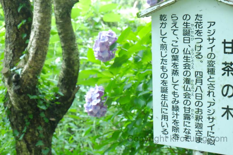 shusshakaji-ajisai (11)