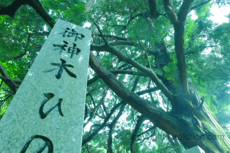 shusshakaji-ajisai (15)