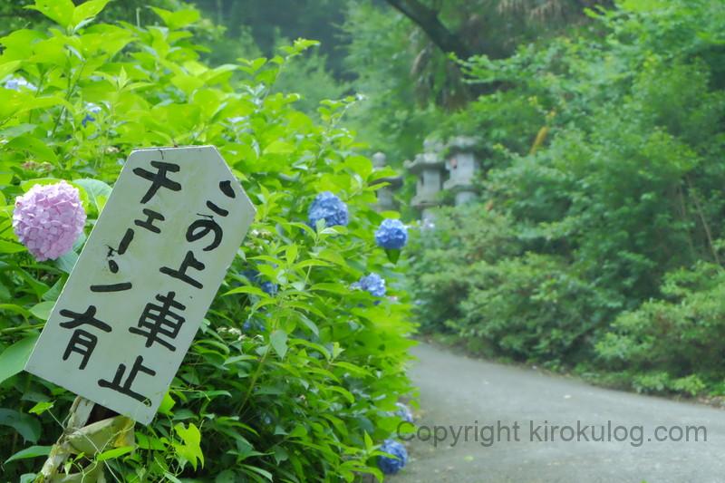 shusshakaji-ajisai (20)