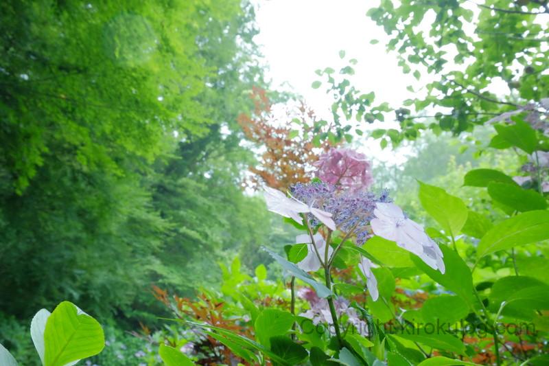 shusshakaji-ajisai (22)