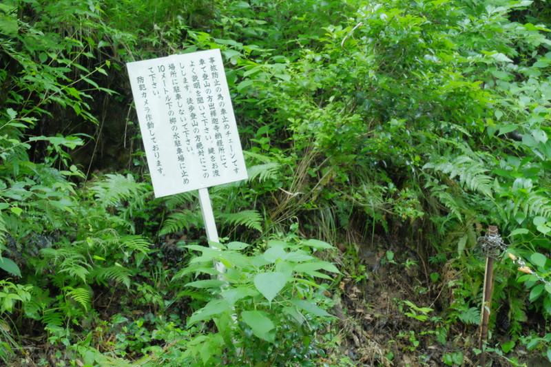 shusshakaji-ajisai (23)