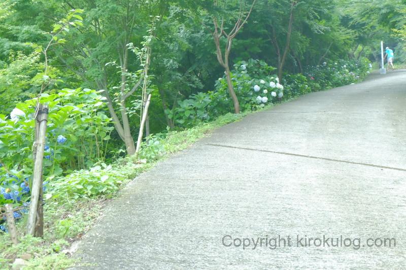 shusshakaji-ajisai (29)