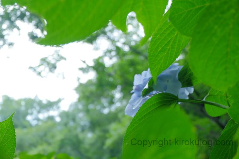 shusshakaji-ajisai (39)