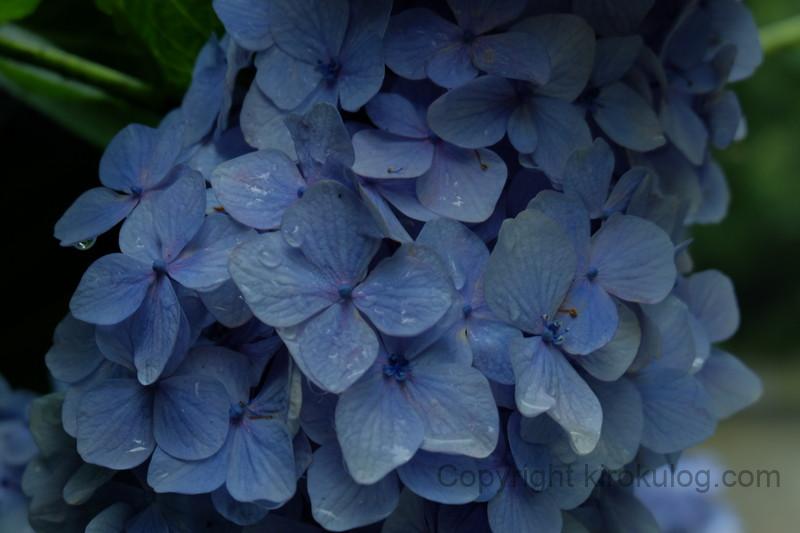 shusshakaji-ajisai (8)