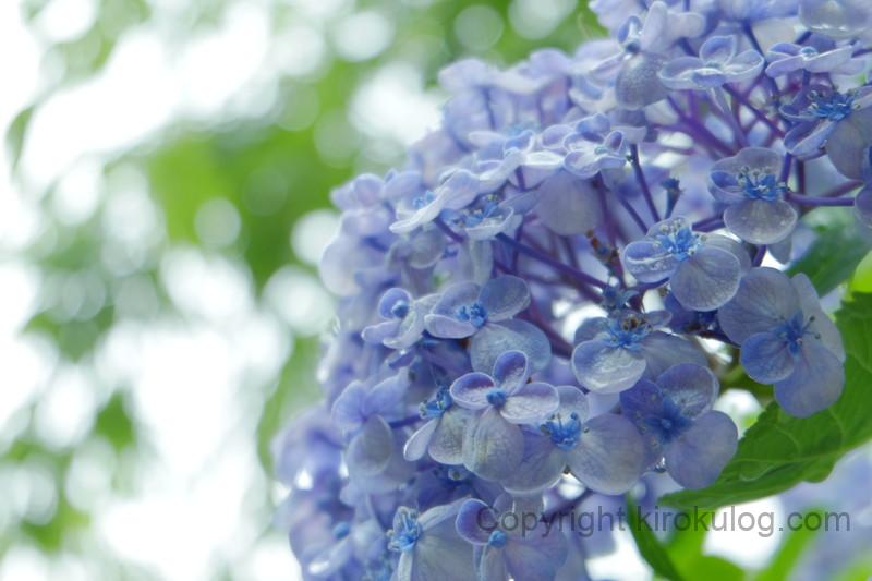 shusshakaji-ajisai (9)